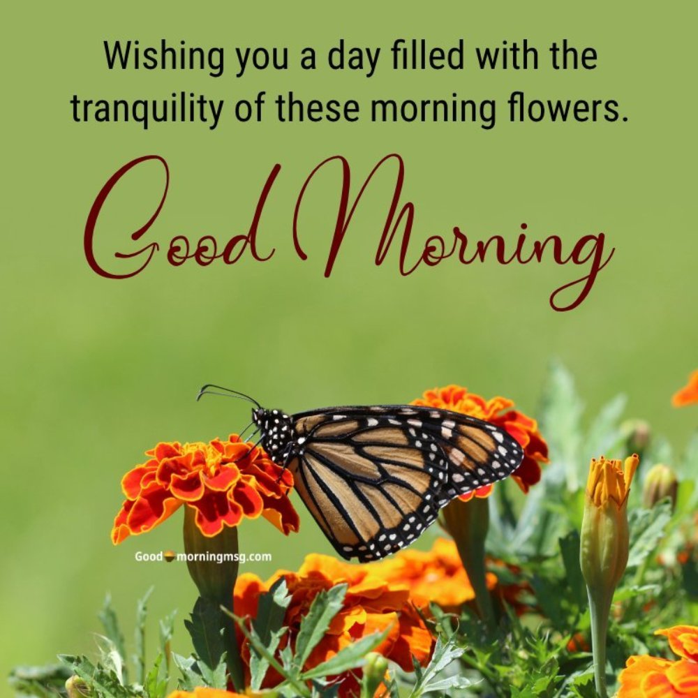 Good Morning Flowers Images For Whatsapp I Blessingsimages