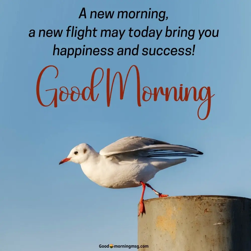 Birds Good Morning