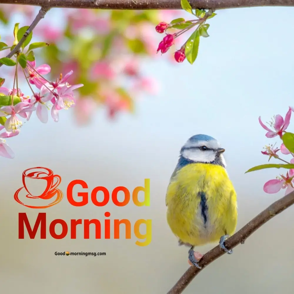 Birds Photos