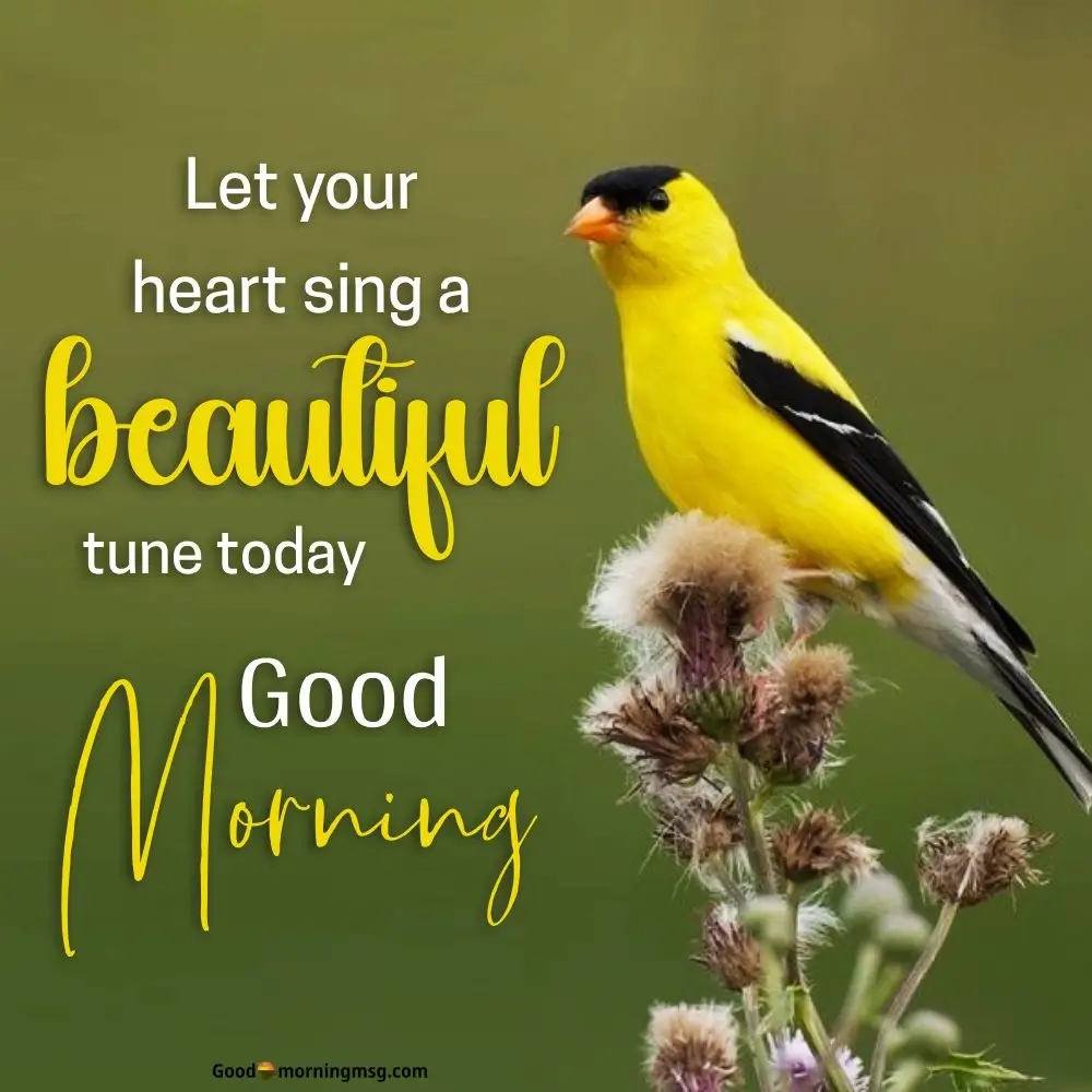 Birds With Good Morning