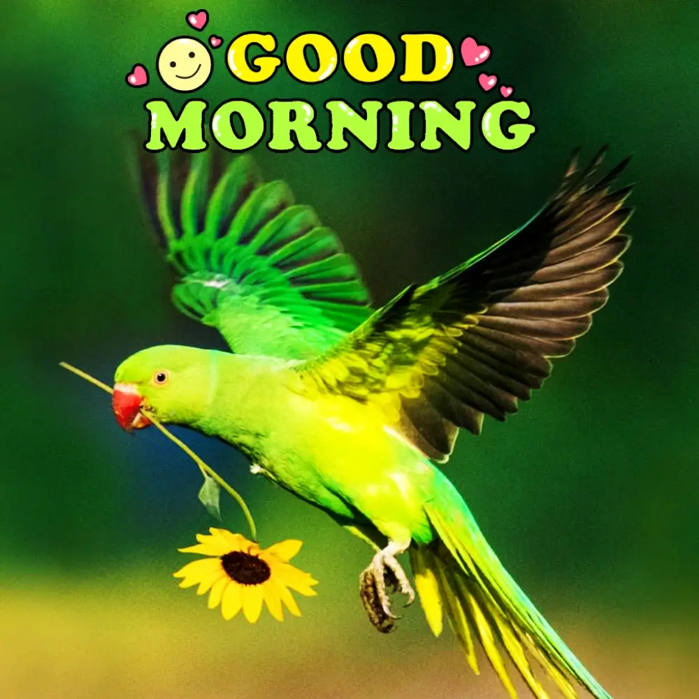 Cute Good Morning Birds