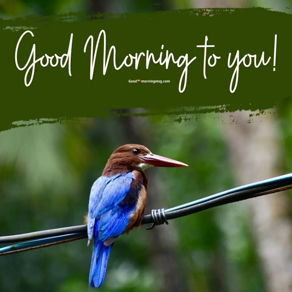 Good Morning Bird Art