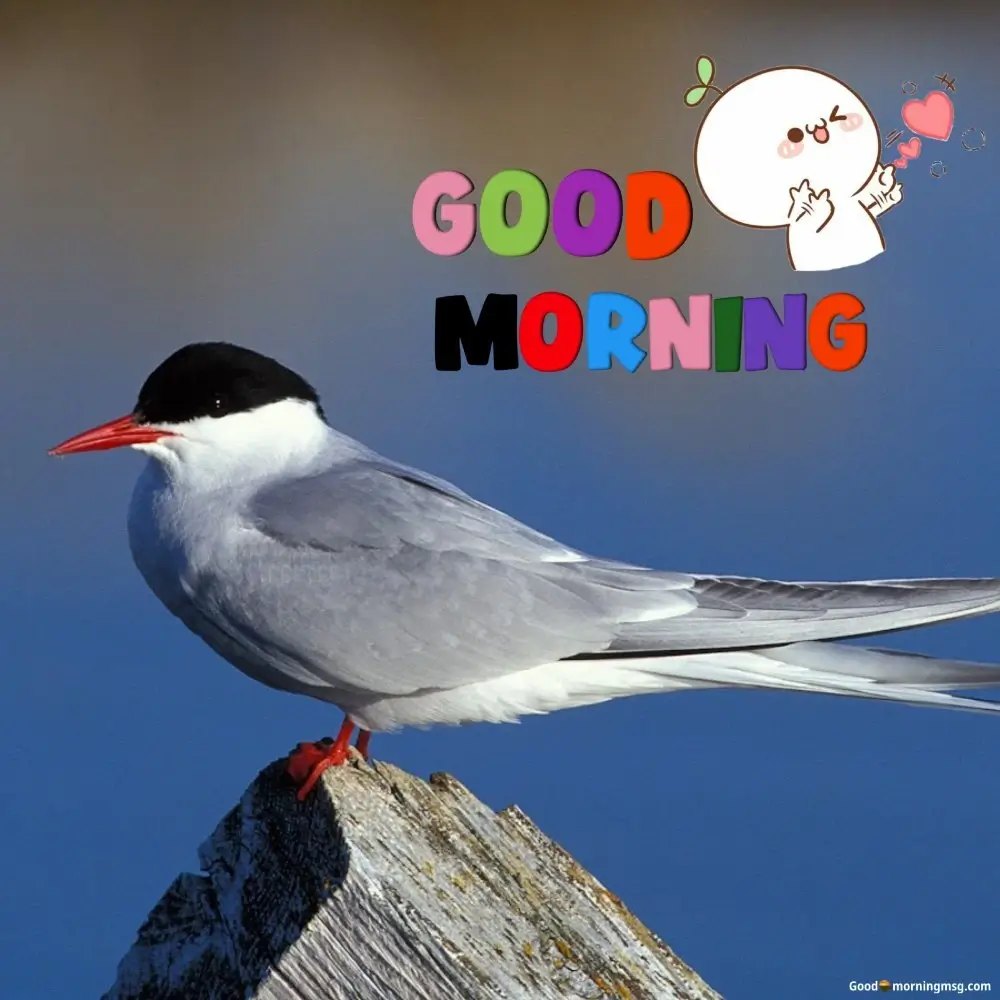 Good Morning Bird Chirping