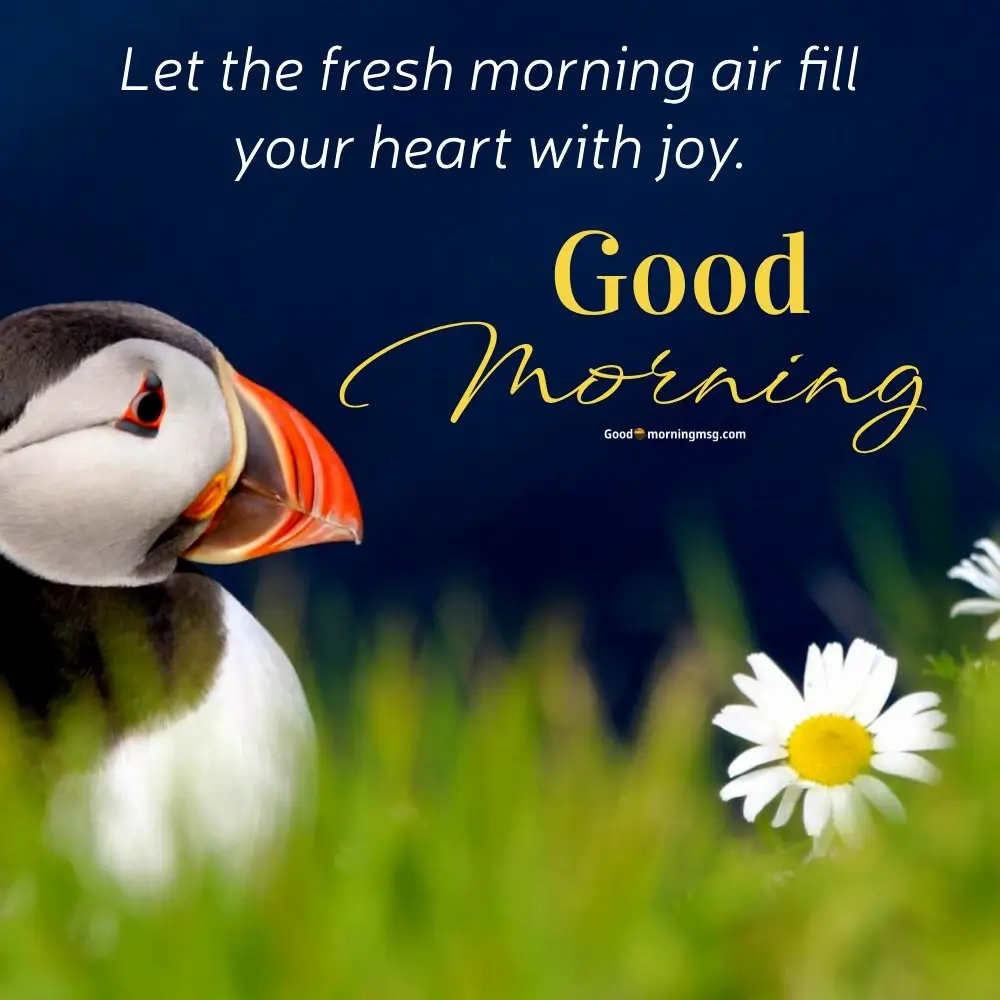 Good Morning Bird Gifs