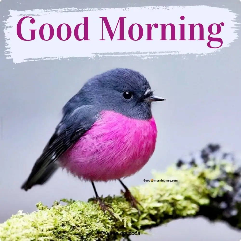 Good Morning Bird Photos Hd