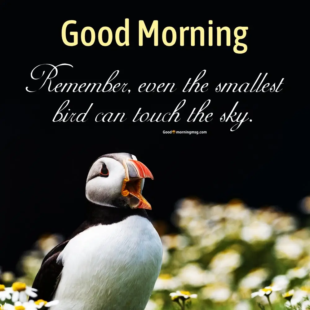 Good Morning Bird Songs