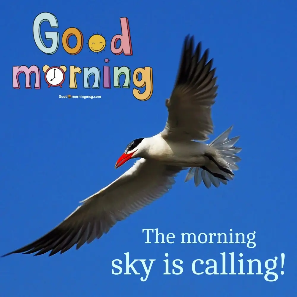 Good Morning Bird Status