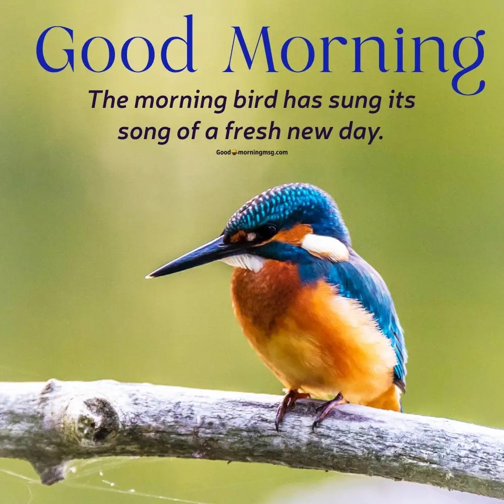 Good Morning Bird Wallpapers