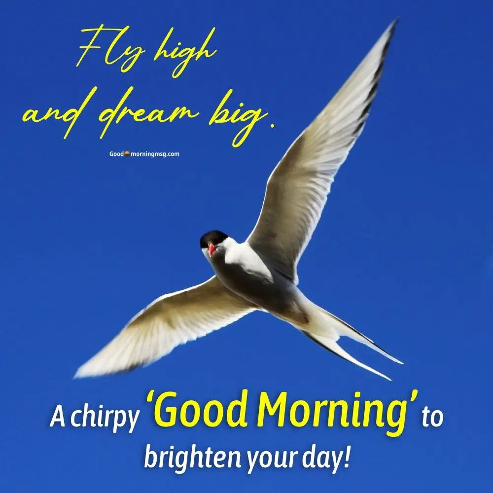 Good Morning Bird