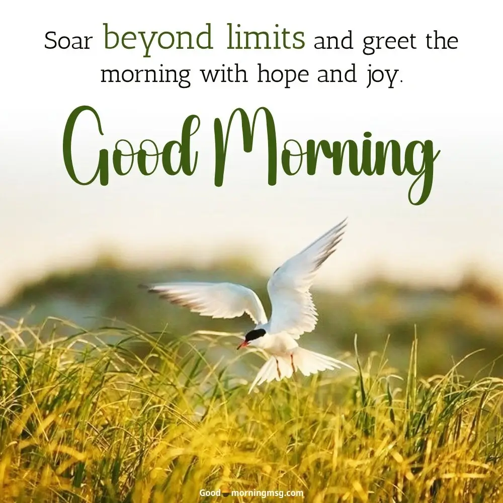 Good Morning Birdie
