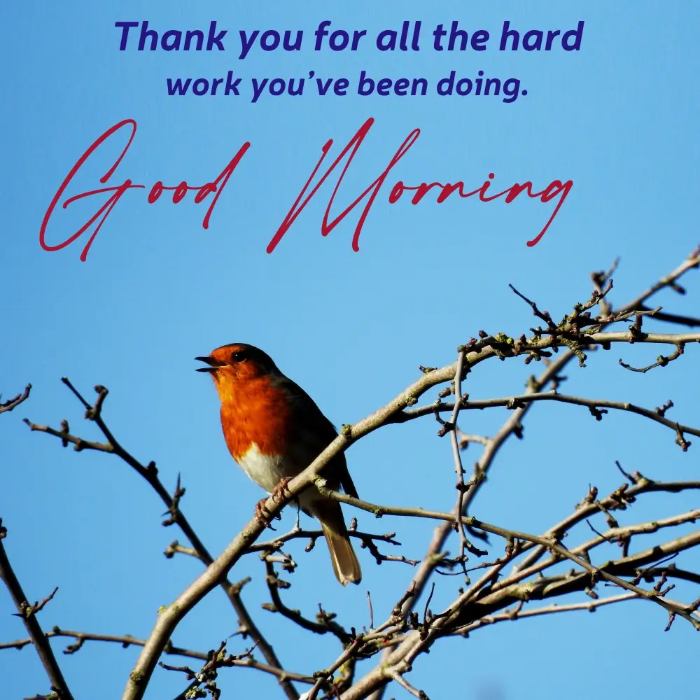 Good Morning Birds Chirping