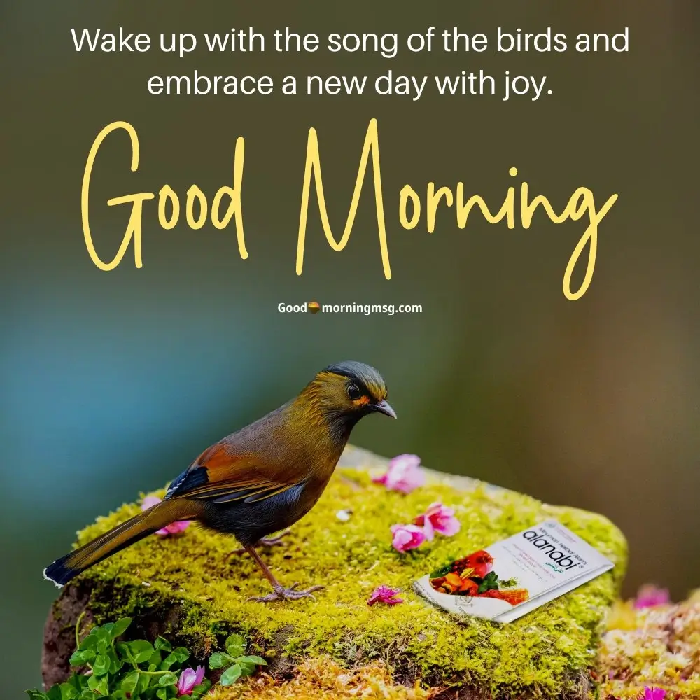 Good Morning Birds Gif