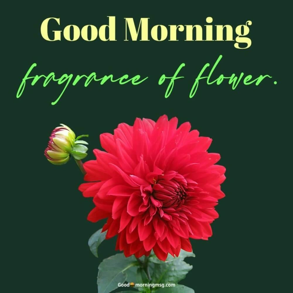 Good Morning Flower Images I Blessingsimages