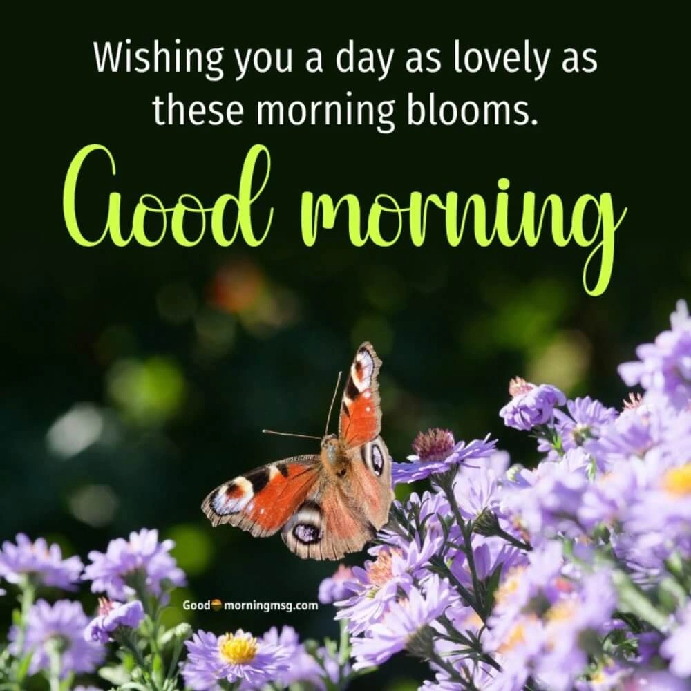 Good Morning Flower Wallpaper I Blessingsimages