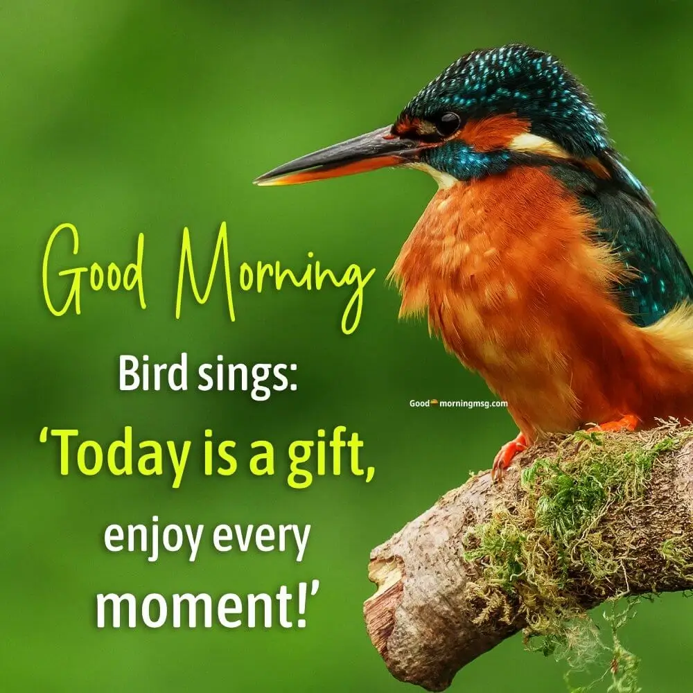 Good Morning Nature Birds