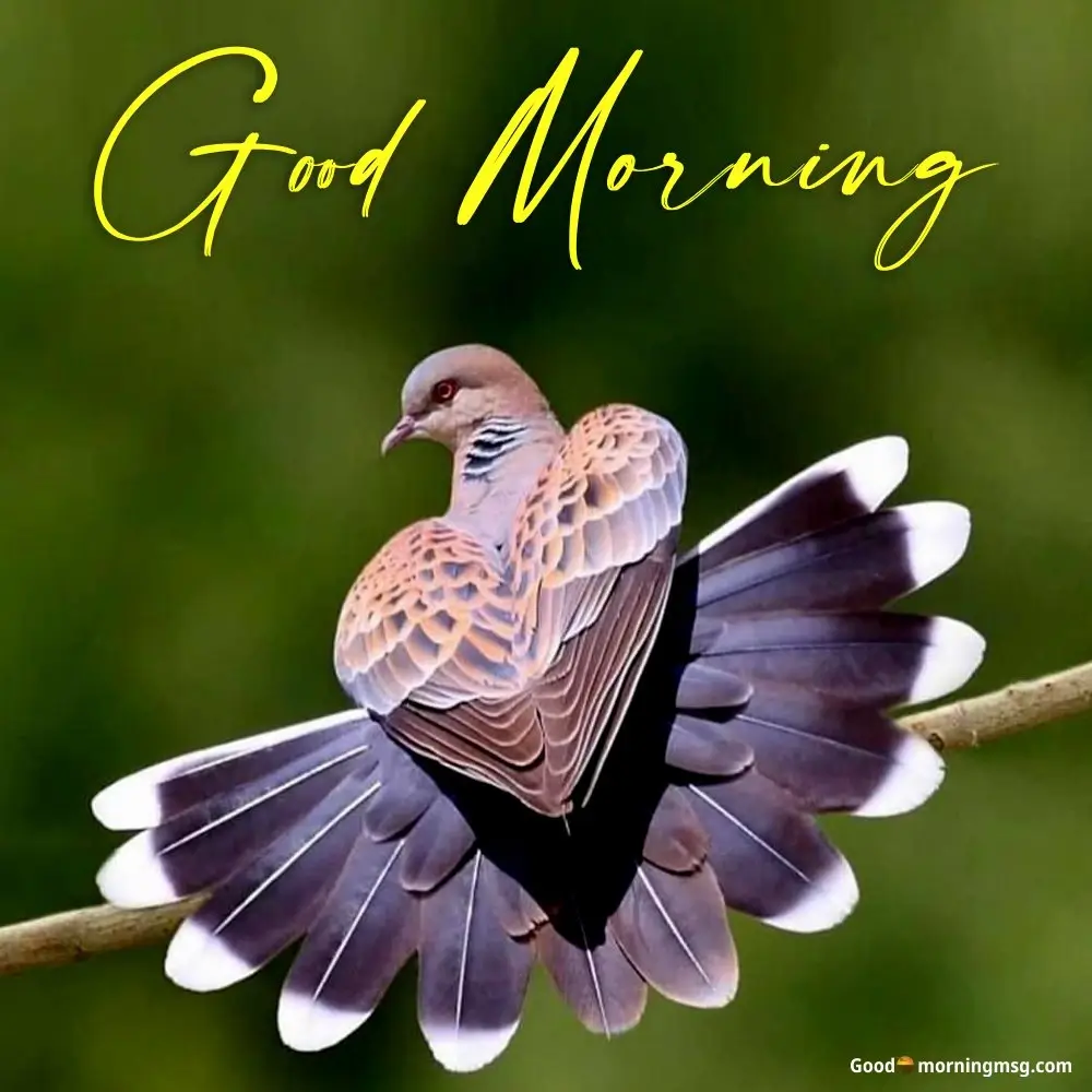 Good Morning Nature Images For Whatsapp
