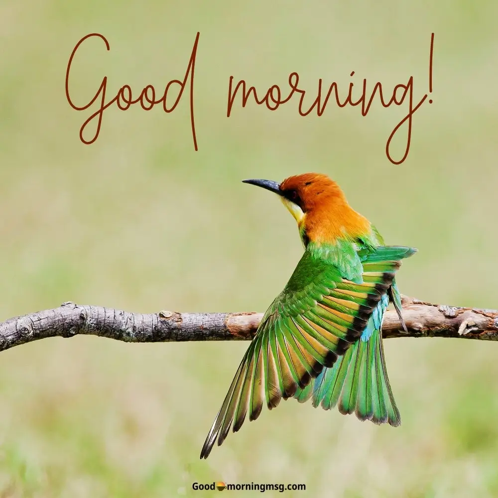 Good Morning Nature Images With Birds