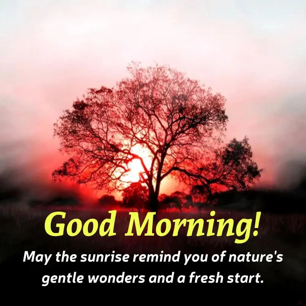 Good Morning Picture Of Nature Background