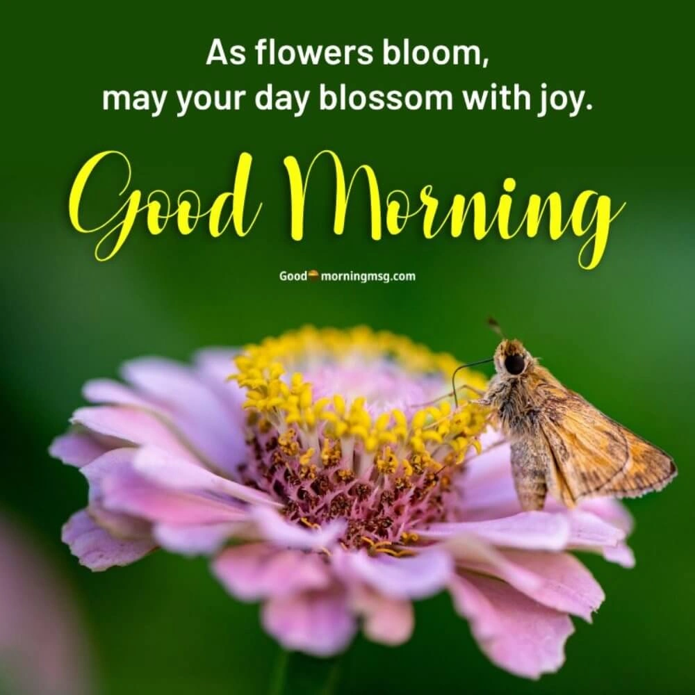 Good Morning Pictures